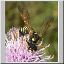 Tenthredo omissa - Blattwespe w01.jpg